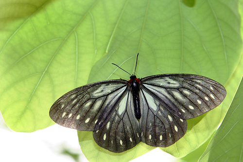 imagen de mariposa negra sobre hojas verdes en primer plano